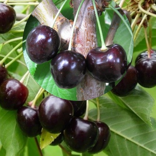 Prunus avium 'Tontu' - Magus kirsipuu 'Tontu' C6/6L